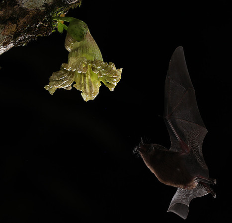 Bats