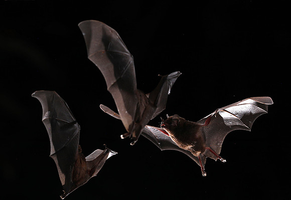 Bats