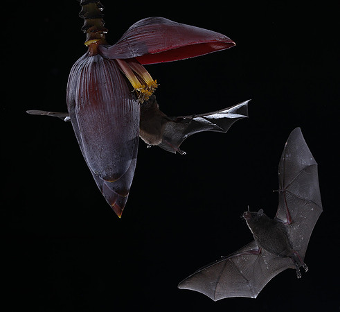 Bats