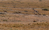 Masaï Mara (with a grant' gazelle)