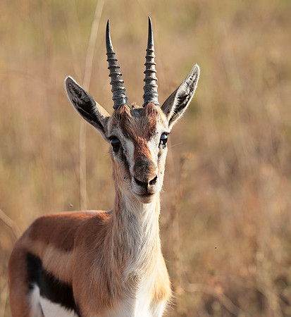 Nairobi National Park