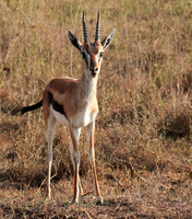Nairobi National Park