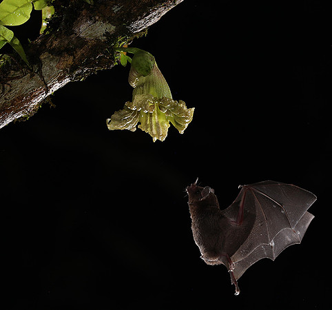 Bats