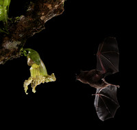 Bats