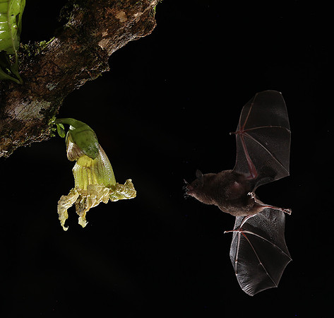 Bats