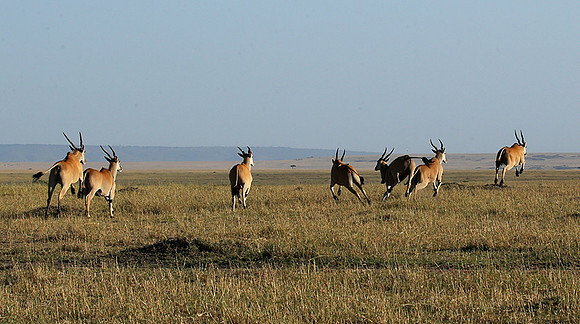 Jumping elands at MasaÏ Mara