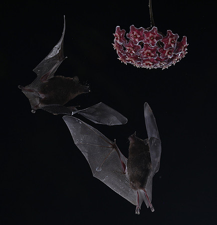 Bats