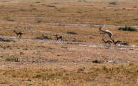 Masaï Mara (with a grant' gazelle)