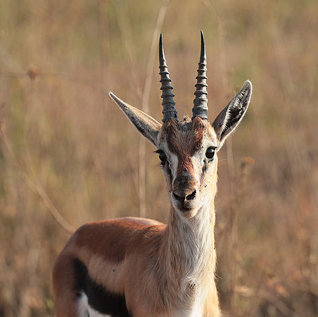 Nairobi National Park