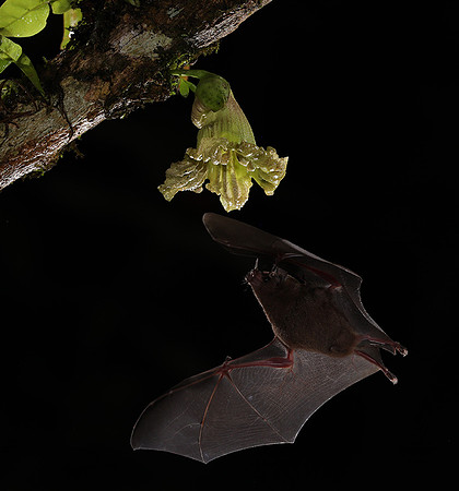 Bats