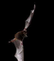 Bats