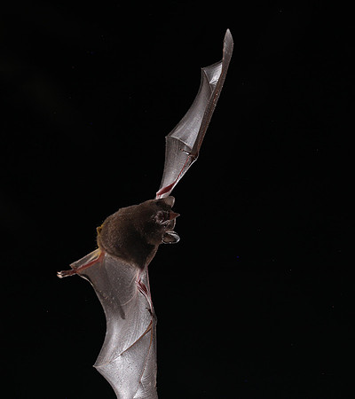 Bats