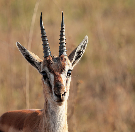 Nairobi National Park