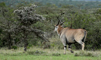 Laikipia