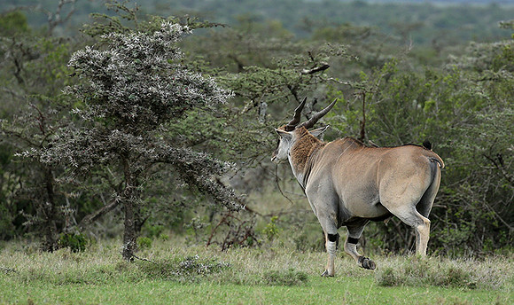 Laikipia