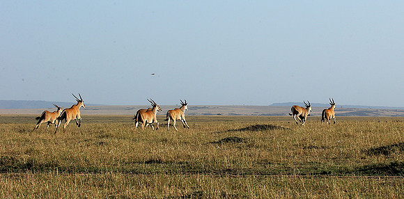 Jumping elands at MasaÏ Mara
