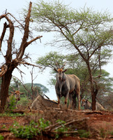 Meru NP
