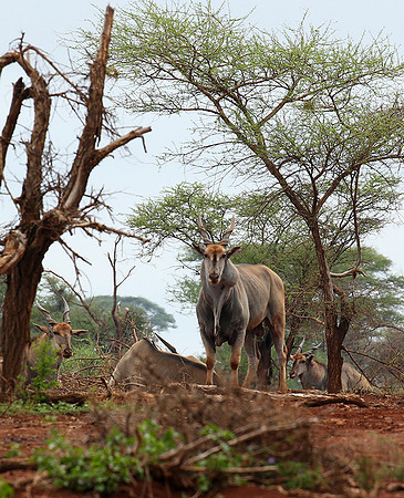Meru NP