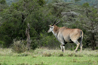 Laikipia