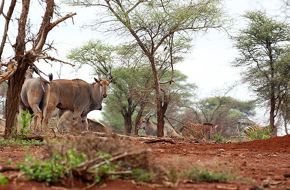 Meru NP