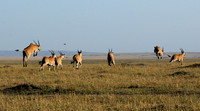 Elands