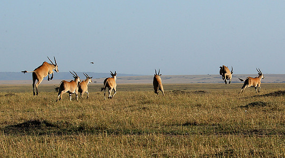 Jumping elands at MasaÏ Mara