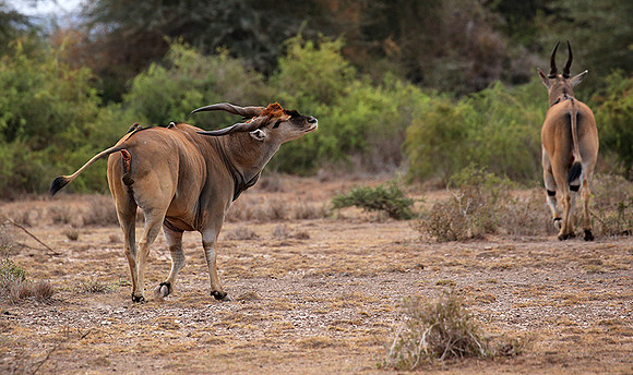 Amboseli National Park