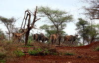 Meru NP