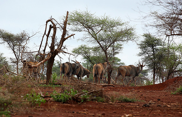 Meru NP