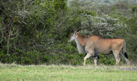 Laikipia