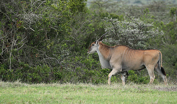 Laikipia