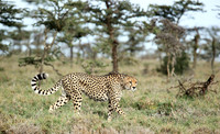 Laikipia