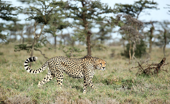Laikipia