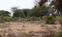 Amboseli National Park
