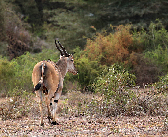 Amboseli National Park