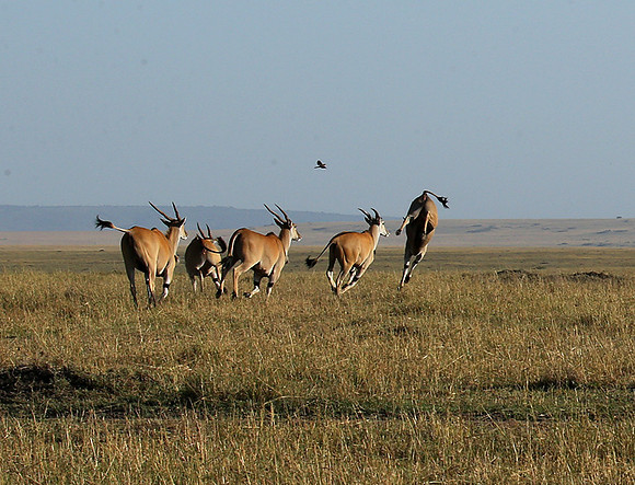 Jumping elands at MasaÏ Mara