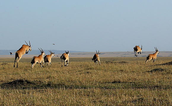 Jumping elands at MasaÏ Mara