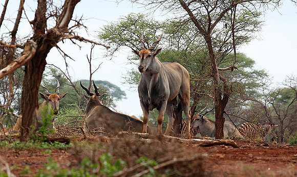 Meru NP