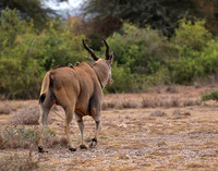 Amboseli National Park