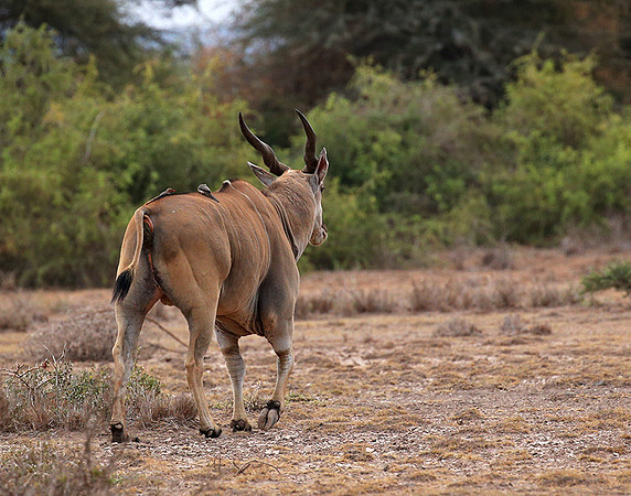Amboseli National Park