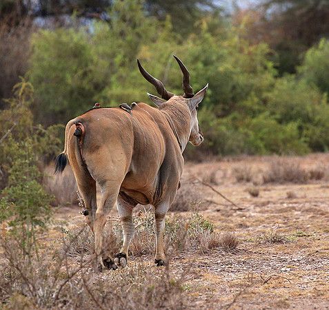 Amboseli National Park
