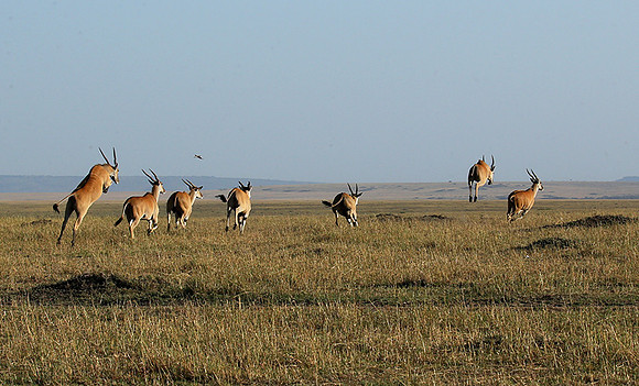 Jumping elands at MasaÏ Mara