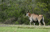 Laikipia