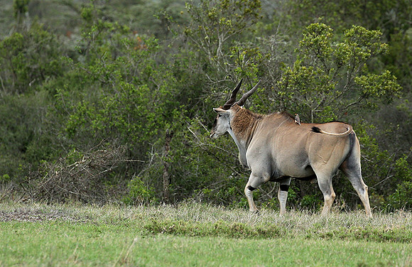 Laikipia
