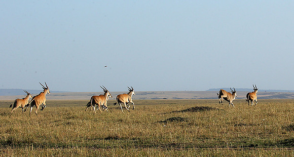 Jumping elands at MasaÏ Mara