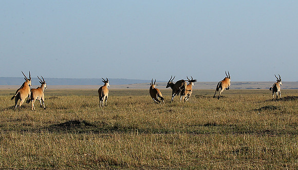 Jumping elands at MasaÏ Mara