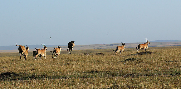 Jumping elands at MasaÏ Mara