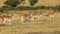 Masaï Mara