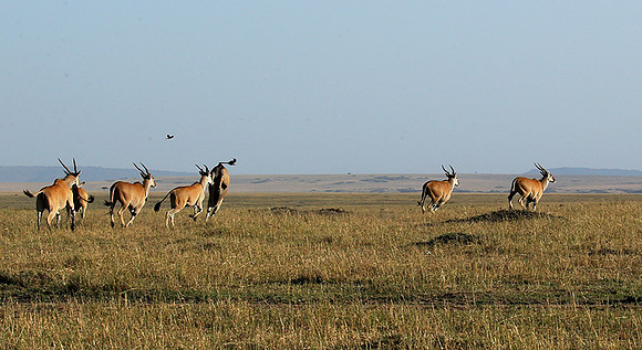 Jumping elands at MasaÏ Mara