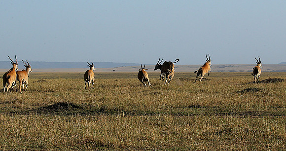 Jumping elands at MasaÏ Mara